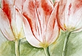 les_3_tulipes.jpg